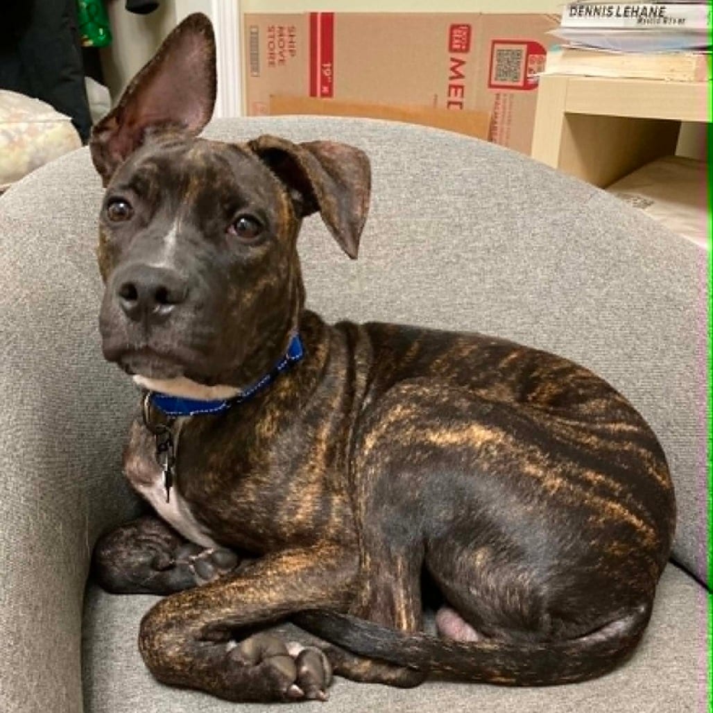 Photo of Rolo, adoptable Mixed Breed (Large) in West Olive, Michigan