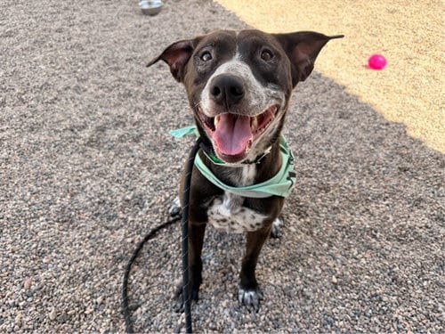 Photo of Shadow, adoptable Australian Kelpie in Mesa, Arizona