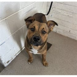 Photo of Kobe, adoptable American Pit Bull Terrier in San Bernardino, California