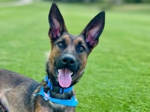 Photo of Jessa, adoptable Belgian Shepherd Malinois in Martinez, California