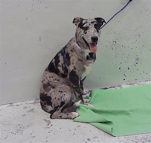 Photo of Petunia, adoptable Staffordshire Bull Terrier in Houston, Texas
