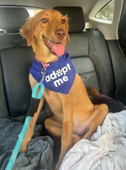 Photo of Arnie, adoptable Golden Retriever in Osteen, Florida