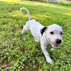 Photo of Hank, adoptable Terrier (Unknown Type, Medium) Dachshund in Denver, Colorado