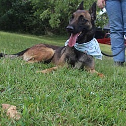 Photo of Lark - Located in VA, adoptable Belgian Malinois in Imlay City, Michigan