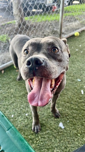 Photo of Mark, adoptable Pit Bull Terrier in Miami, Florida
