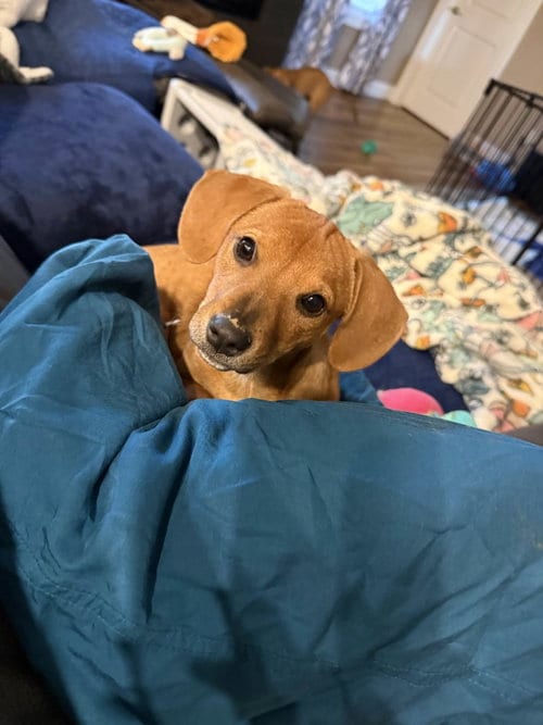 Photo of Tigger, adoptable Dachshund in Hillsboro, Missouri