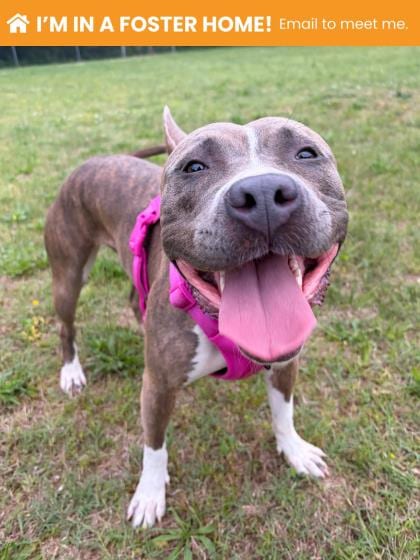 Photo of Dee Dee, adoptable dog in Baltimore, Maryland