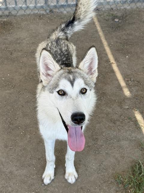 Photo of Beckham, adoptable Husky in Riverside, California
