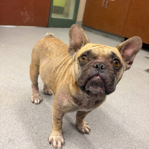 Photo of Gertie, adoptable French Bulldog in Rancho Cucamonga, California