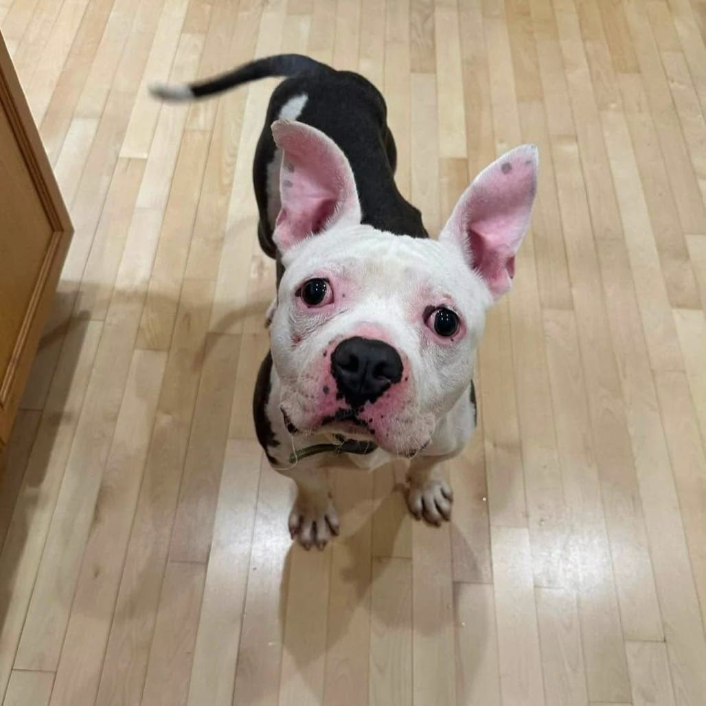 Photo of Bren Michael, adoptable Mixed Breed (Medium) in St. Louis, Missouri