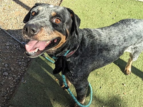 Photo of Badger, adoptable Queensland Heeler in Phoenix, Arizona