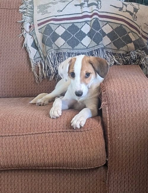 Photo of Gidget, adoptable Unknown breed (short coat) in Yreka, California