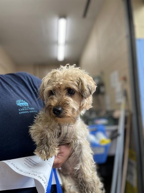 Photo of A275776, adoptable Yorkshire Terrier Yorkie in Chula Vista, California