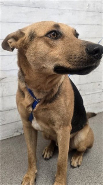 Photo of Birch, adoptable German Shepherd Dog in San Bernardino, California