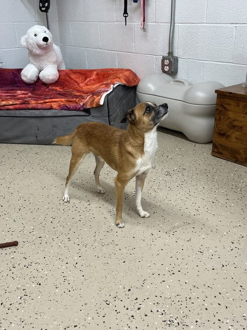 Photo of Pokey, adoptable Chihuahua in York, South Carolina