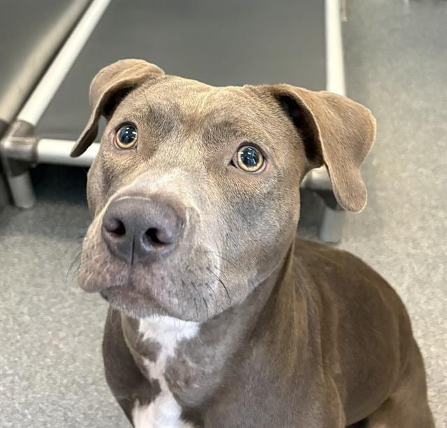 Photo of Zoe, adoptable Mixed Breed