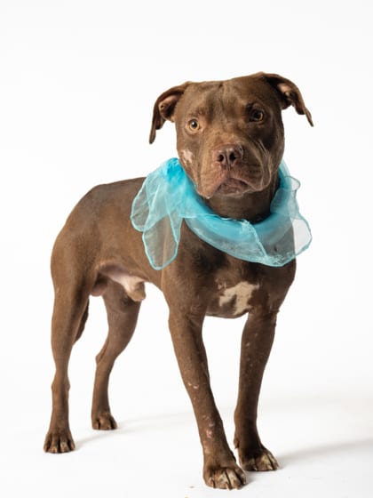 Photo of Co, adoptable dog in Atlanta, Georgia