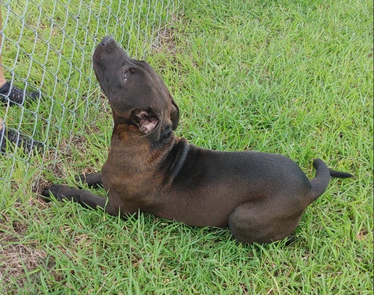 Photo of Zorro, adoptable American Pit Bull Terrier in Kempner, Texas