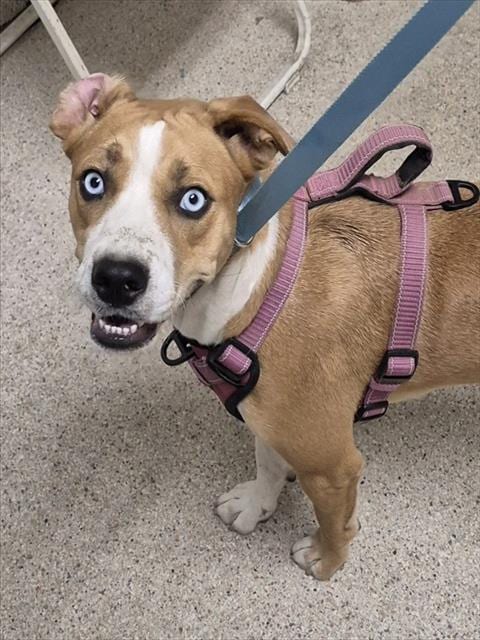 Photo of Opal, adoptable Pit Bull Terrier in Bakersfield, California