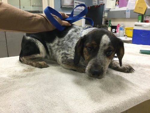 Photo of Benny, adoptable Beagle in Riverside, California