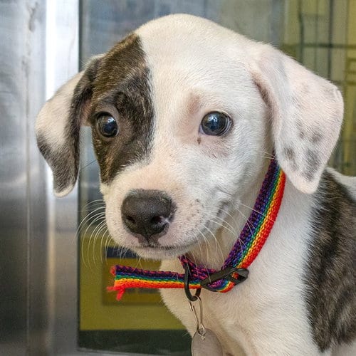 Photo of Highlighter, adoptable Plott Hound in Maryland, Missouri