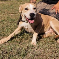 Photo of Sandler JuM, adoptable Labrador Retriever Australian Cattle Dog in Hartford, Connecticut