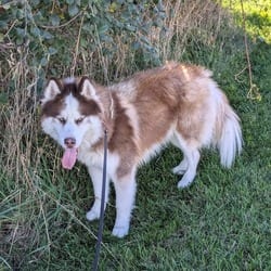 Photo of Bagel, adoptable Mixed Breed (Medium) in Syracuse, New York