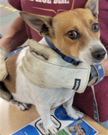 Photo of Chon, adoptable Chihuahua in Van Nuys, California