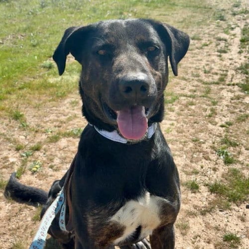 Photo of Rufus, adoptable Labrador Retriever in Yreka, California