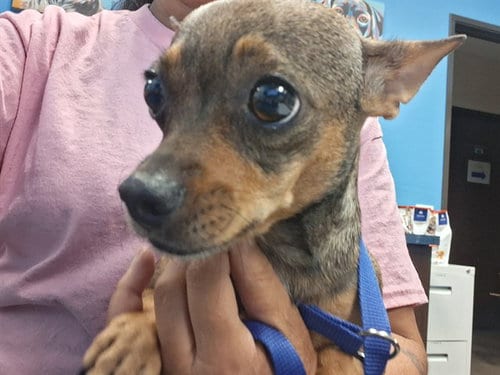 Photo of Ruka/Rooroo, adoptable Chihuahua in Bakersfield, California