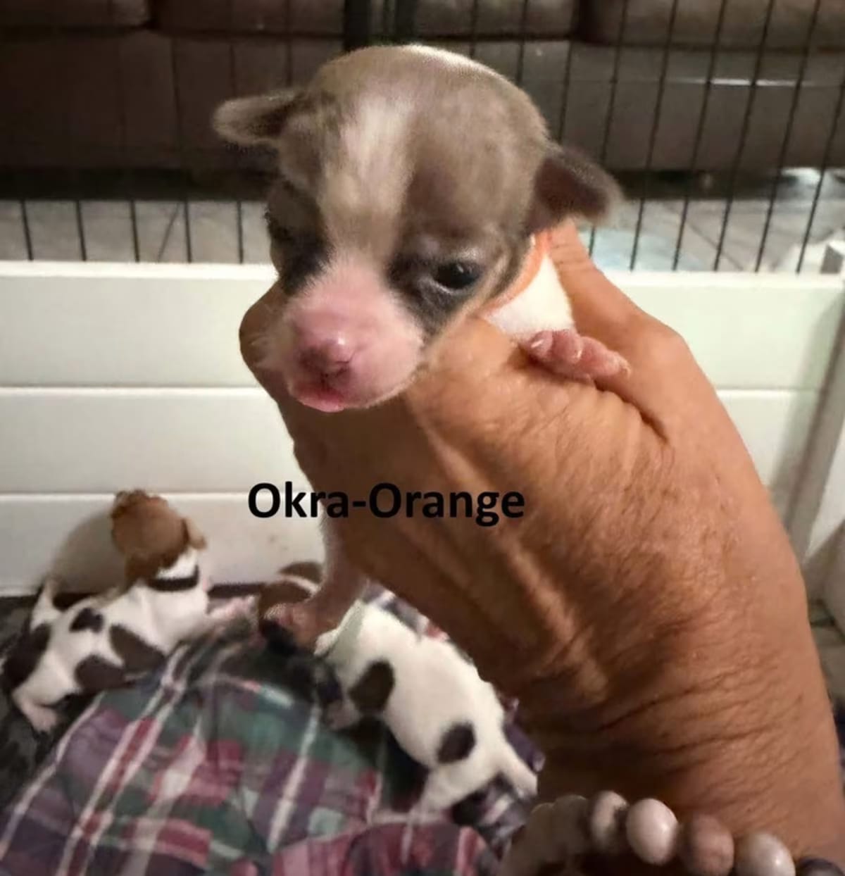 Photo of Okra, adoptable Chihuahua in Bristol, Connecticut
