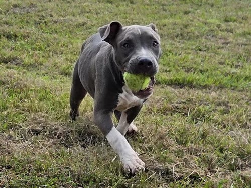Photo of Wilbur, adoptable American Pit Bull Terrier in Panama City, Florida