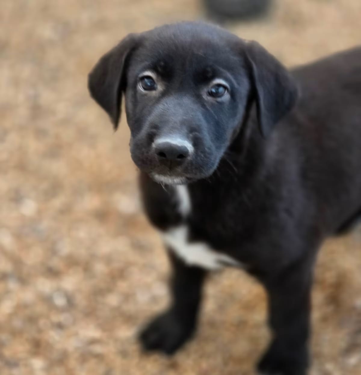 Photo of Annie JuM, adoptable German Shepherd Dog Mixed Breed (Medium) in Nashville, Tennessee