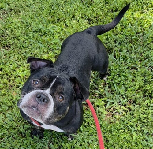 Photo of Vegas, adoptable English Bulldog in Fort Lauderdale, Florida
