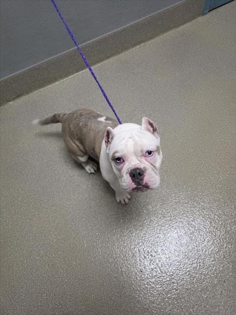 Photo of Ozzy, adoptable American Bulldog in Las Vegas, Nevada