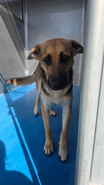 Photo of A171932, adoptable German Shepherd Dog in Bakersfield, California
