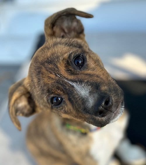 Photo of Taurasi, adoptable Hound in Canton, Connecticut