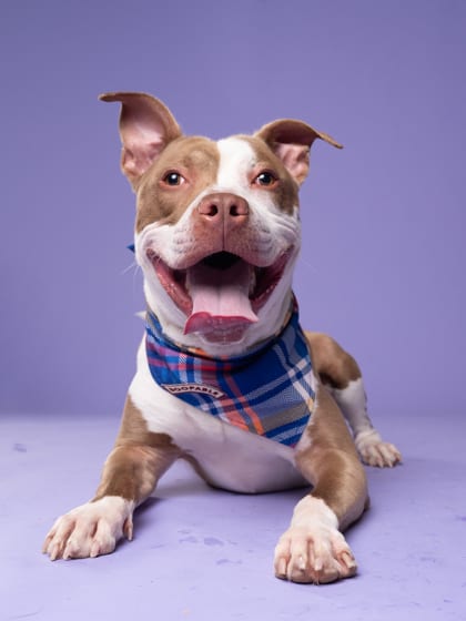 Photo of Raff, adoptable dog in Atlanta, Georgia