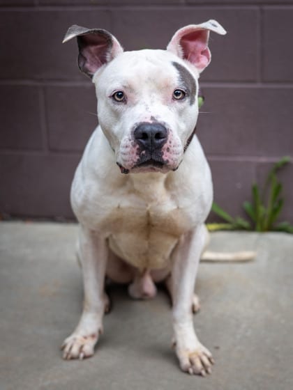 Photo of Babyboy, adoptable dog in Chamblee, Georgia