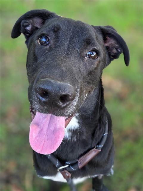 Photo of Ranger, adoptable Labrador Retriever in Woodland, California
