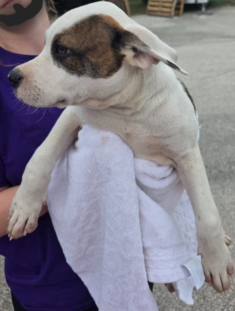 Photo of Pico, adoptable American Bulldog in Nacogdoches, Texas