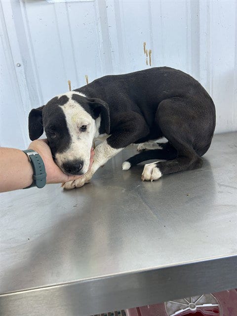 Photo of Kaelle, adoptable Pit Bull Terrier in Bakersfield, California