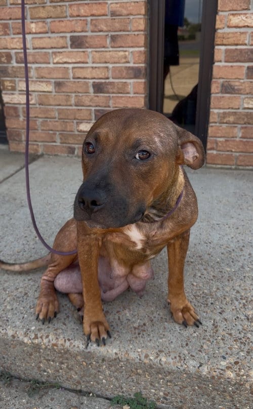 Photo of Sasha, adoptable American Pit Bull Terrier in Jackson, Mississippi