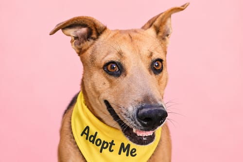 Photo of Penny Shep, adoptable American Staffordshire Terrier in Inglewood, California