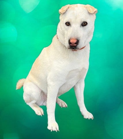 Photo of Chiny, adoptable Labrador Retriever in Los Angeles, California