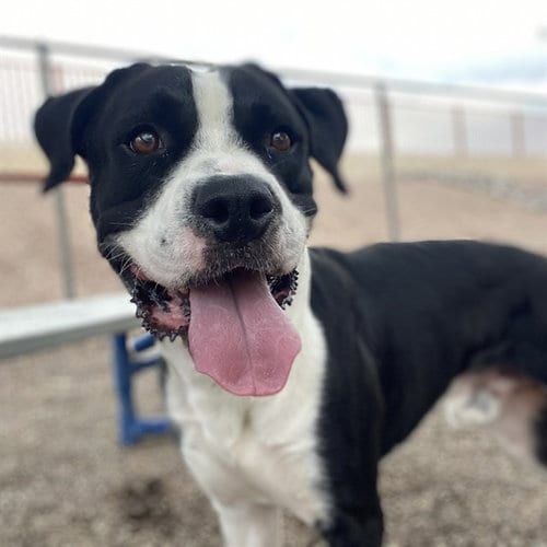 Photo of Ichabod, adoptable American Pit Bull Terrier in Phoenix, Arizona