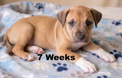 Photo of Jolly, adoptable Labrador Retriever in Grovertown, Indiana