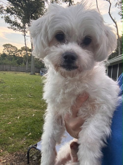 Photo of Sully, adoptable Maltese in North Babylon, New York