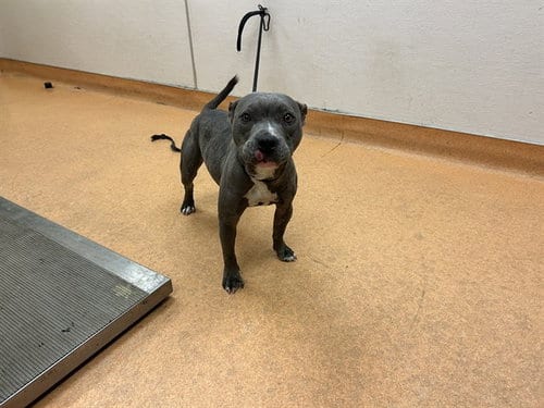 Photo of Sapphire, adoptable Staffordshire Bull Terrier in Martinez, California