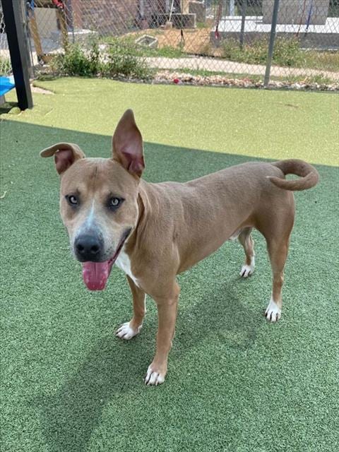 Photo of Prince, adoptable American Pit Bull Terrier in Pasadena, Texas